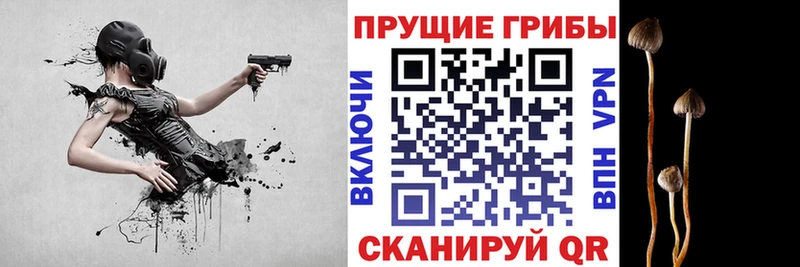 shop телеграм Сокол Псилоцибиновые грибы Psilocybe где найти наркотики