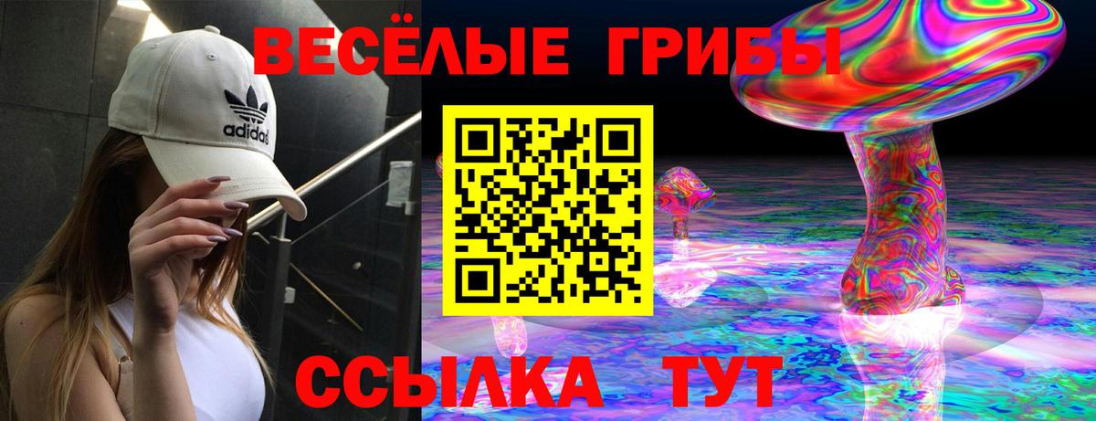 Сокол  Галлюциногенные грибы Psilocybine cubensis  Псилоцибиновые грибы Cubensis  Вход с VPN 